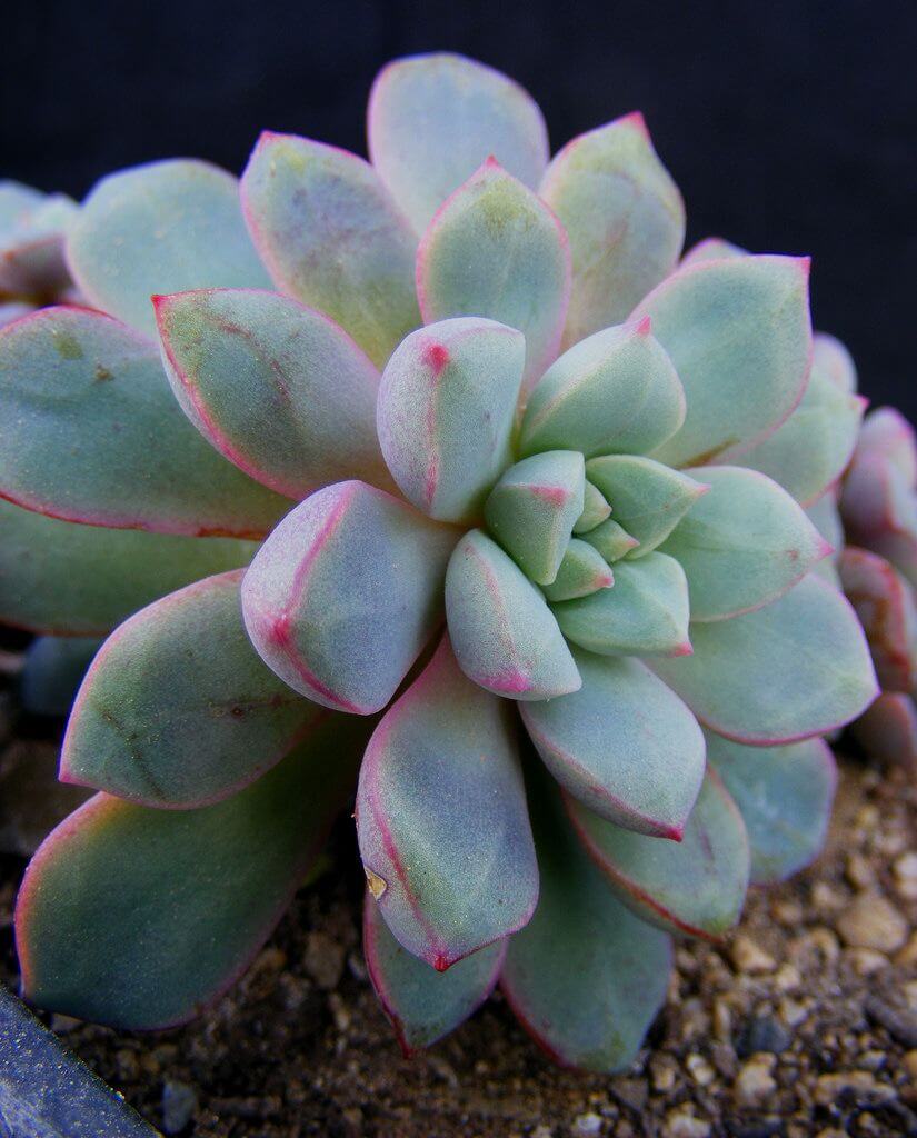 Echeveria subcorymbosa